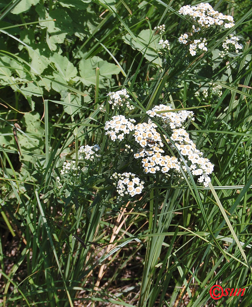 Изображение особи Achillea septentrionalis.