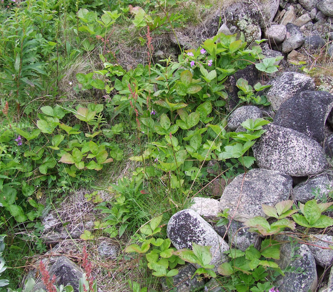 Изображение особи Rubus saxatilis.