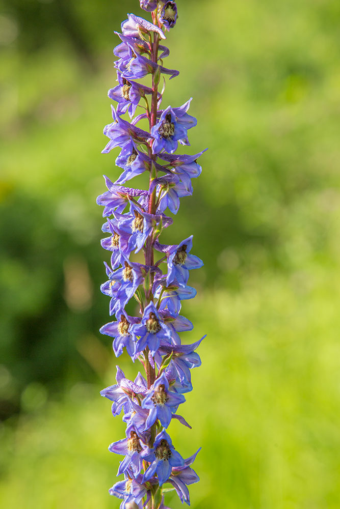 Image of Delphinium retropilosum specimen.