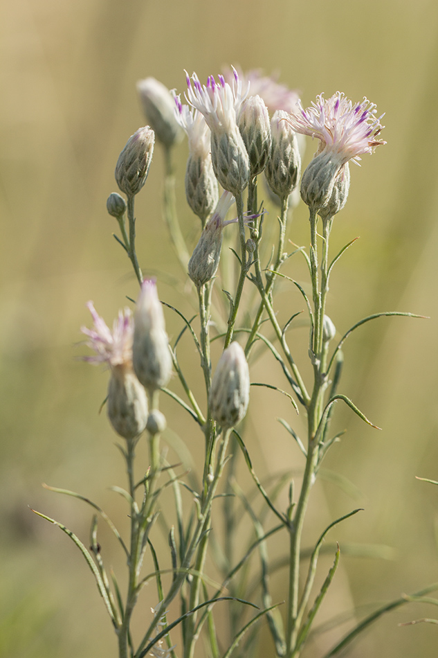 Изображение особи Jurinea stoechadifolia.