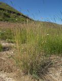 Hordeum violaceum