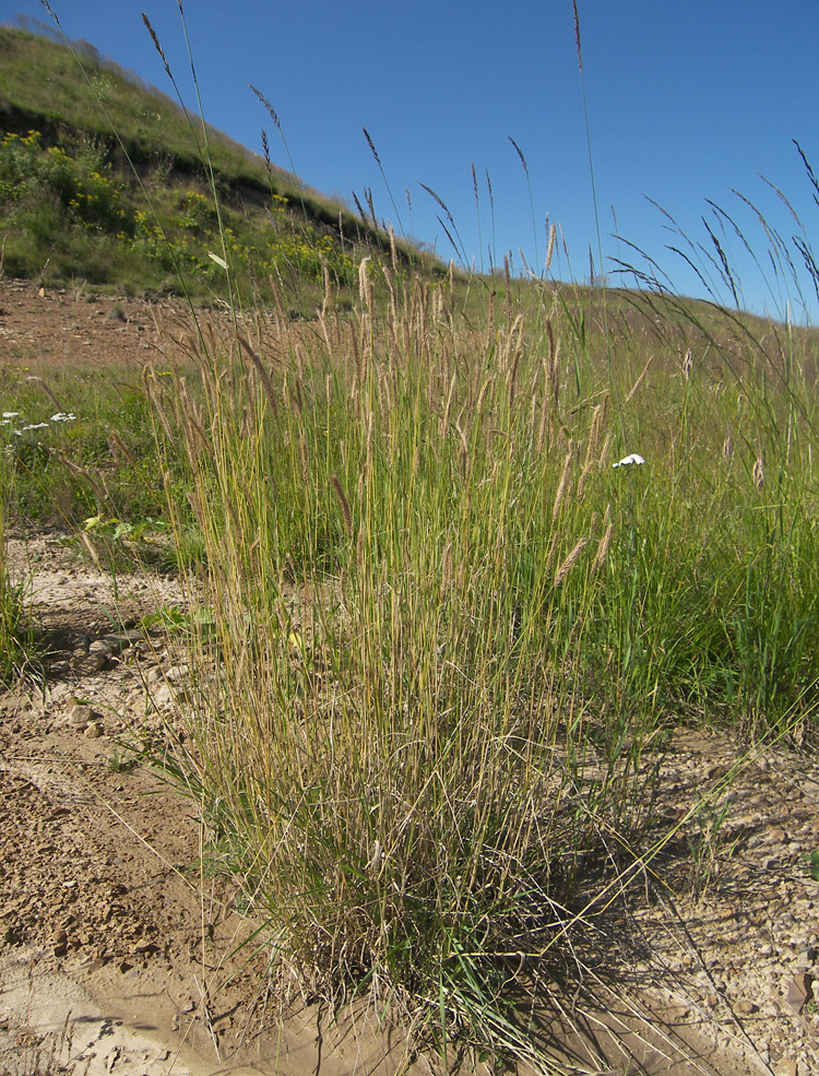 Image of Hordeum violaceum specimen.