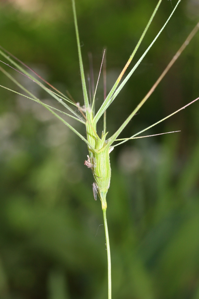 Image of Aegilops biuncialis specimen.