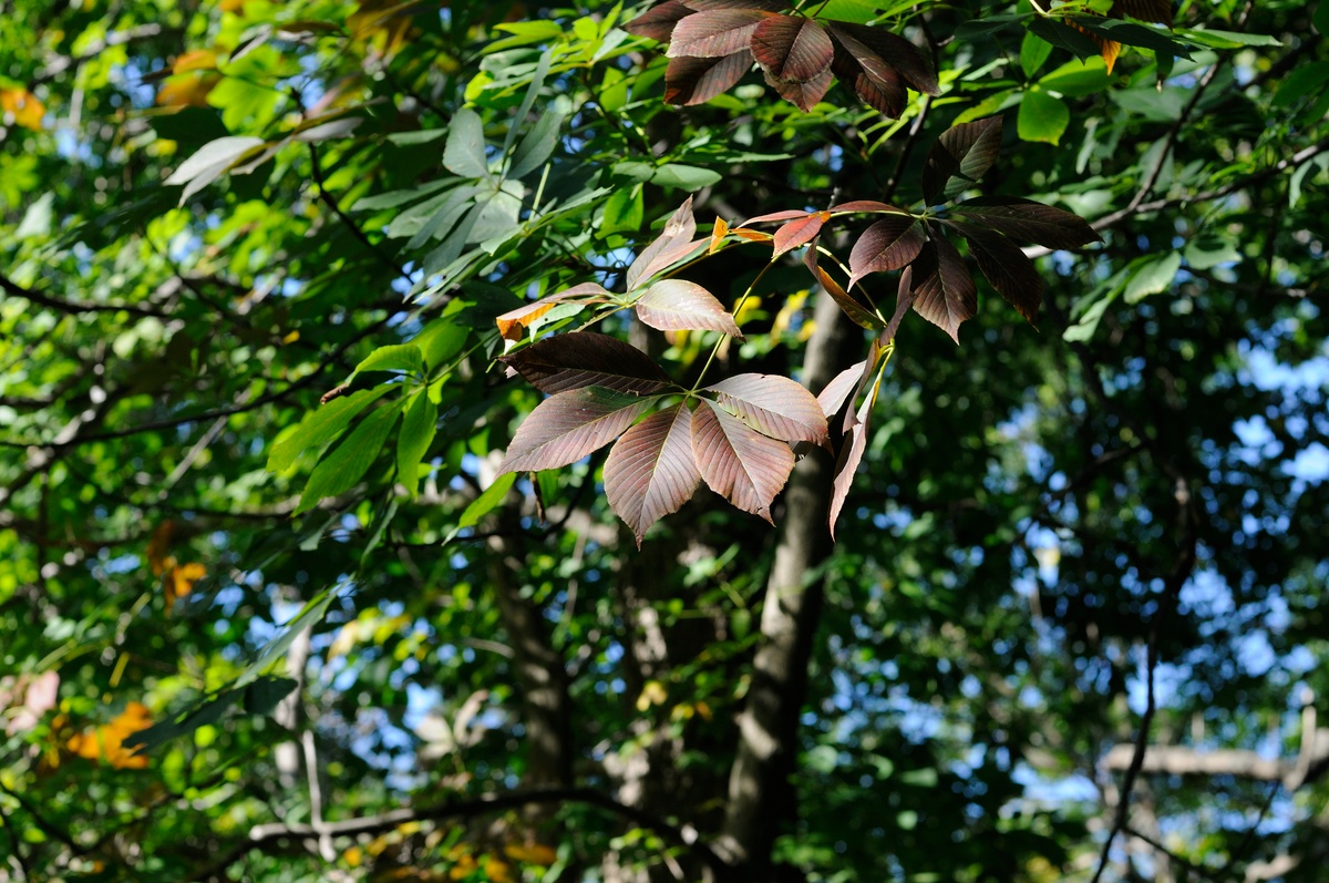 Image of genus Aesculus specimen.