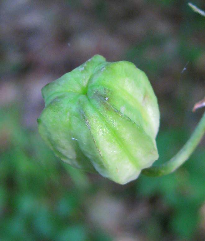 Image of Lilium pilosiusculum specimen.