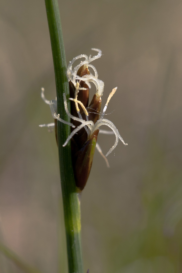 Image of Blysmus rufus specimen.