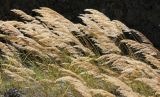 Calamagrostis pseudophragmites. Метелки плодоносящих растений. Северная Осетия, бассейн р. Гизельдон, Кармадонская семиаридная котловина. Октябрь, 2014 г.