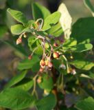 Cotoneaster melanocarpus