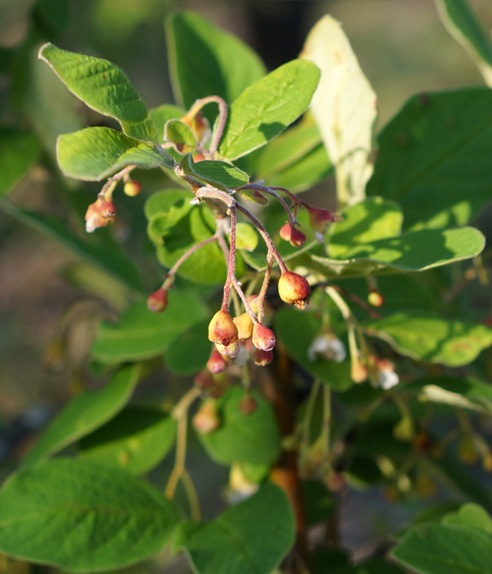 Image of Cotoneaster melanocarpus specimen.