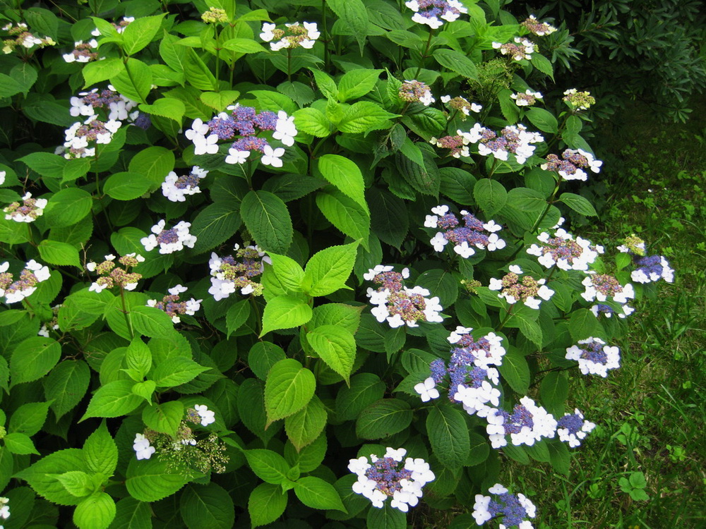 Image of Hydrangea acuminata specimen.