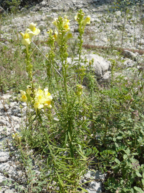 Изображение особи Linaria ruthenica.