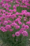 Armeria maritima. Цветущие растения.