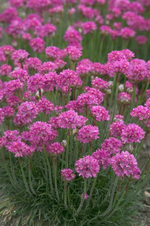 Изображение особи Armeria maritima.