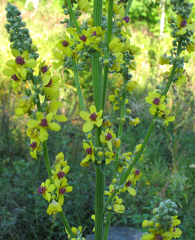 Image of Verbascum marschallianum specimen.