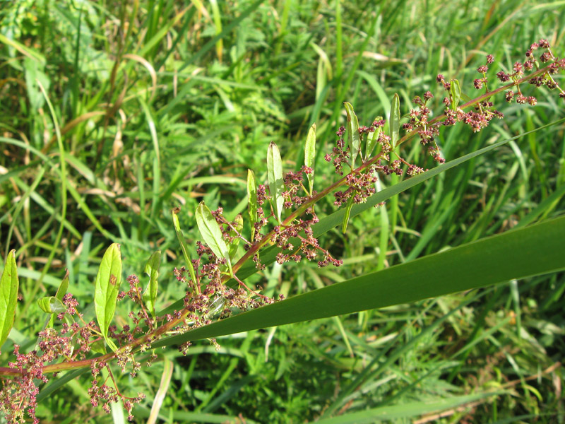 Image of Lipandra polysperma specimen.