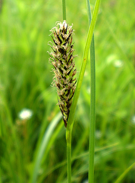 Image of Carex melanostachya specimen.