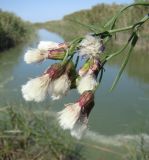 Tripolium pannonicum. Зреющие соплодия. Краснодарский край, пойма р. Ея между станицами Шкуринская и Канеловская, берег мелиоративного канала. 23.09.2009.