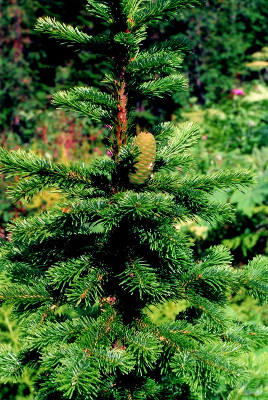 Image of Abies sibirica specimen.