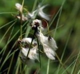 Eriophorum angustifolium. Верхушки побегов с соплодиями. Московская обл., Раменский р-н, окр. дер. Хрипань, сырой луг. 09.06.2009.