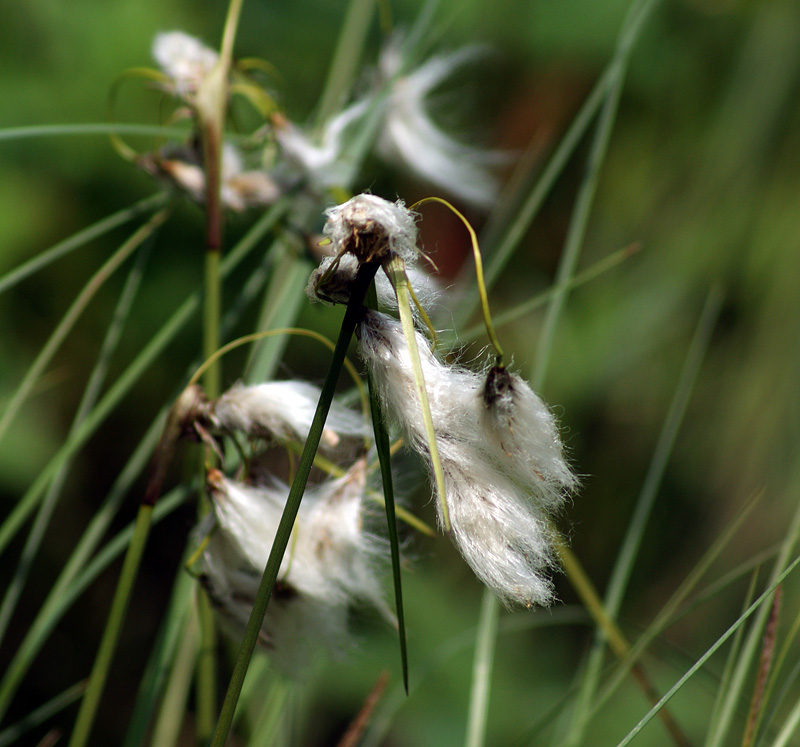 Изображение особи Eriophorum angustifolium.