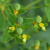 Euphorbia semivillosa. Соцветия с завязавшимися плодами. Белгородская обл., окр. пос. Борисовка, Острасьев Яр, остепнённый луг на опушке байрачной дубравы. 30.06.2009.