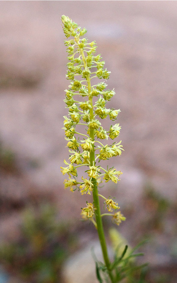 Image of Reseda lutea specimen.