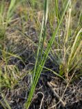 Allium tenuissimum