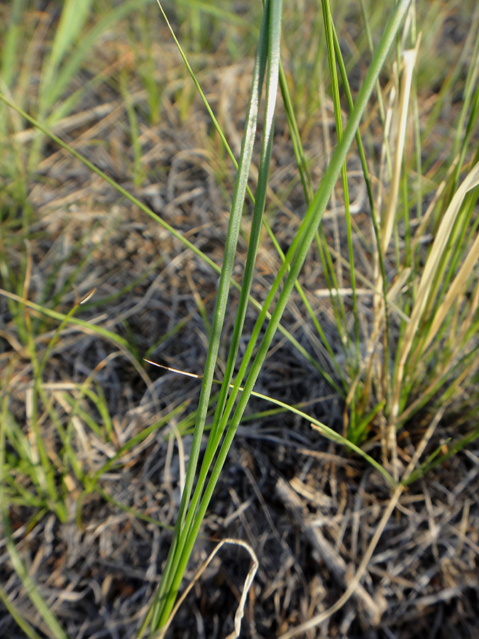 Image of Allium tenuissimum specimen.