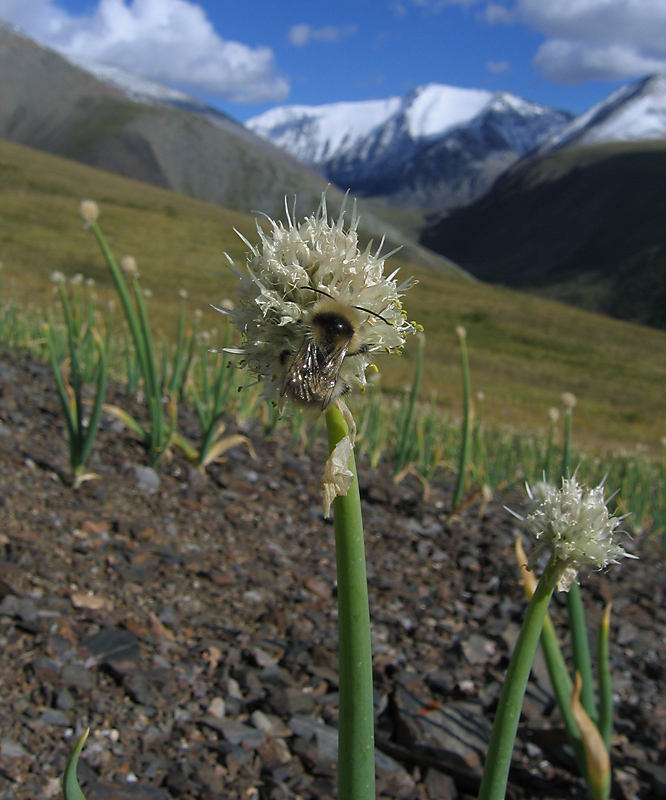 Изображение особи Allium altaicum.