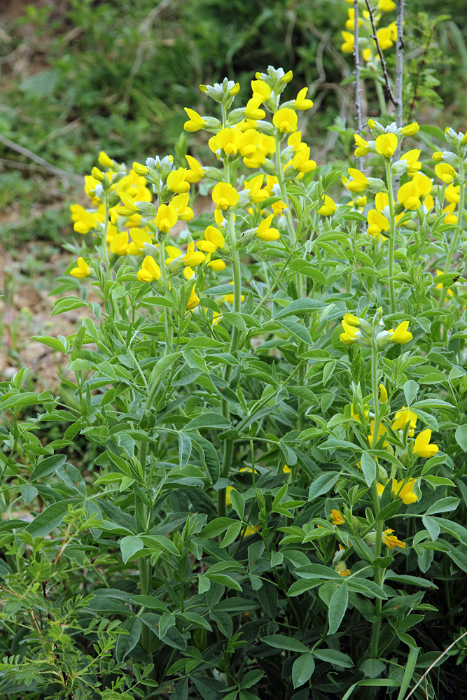 Изображение особи Thermopsis alterniflora.