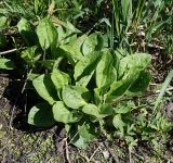 Plantago major