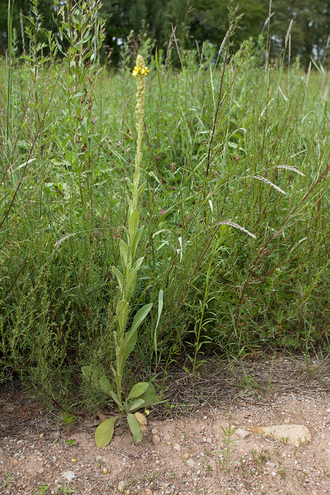 Изображение особи Verbascum thapsus.