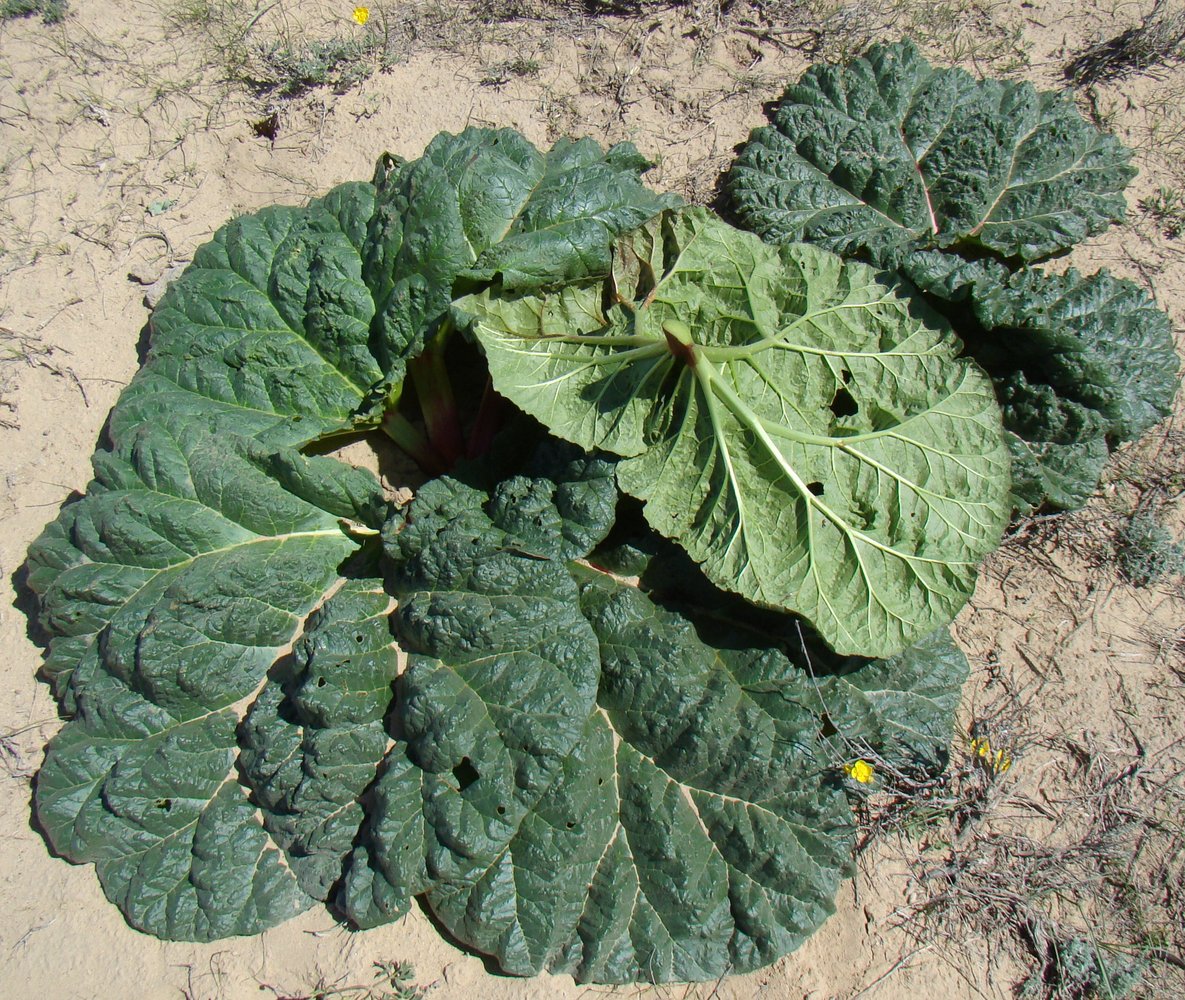 Изображение особи Rheum turkestanicum.