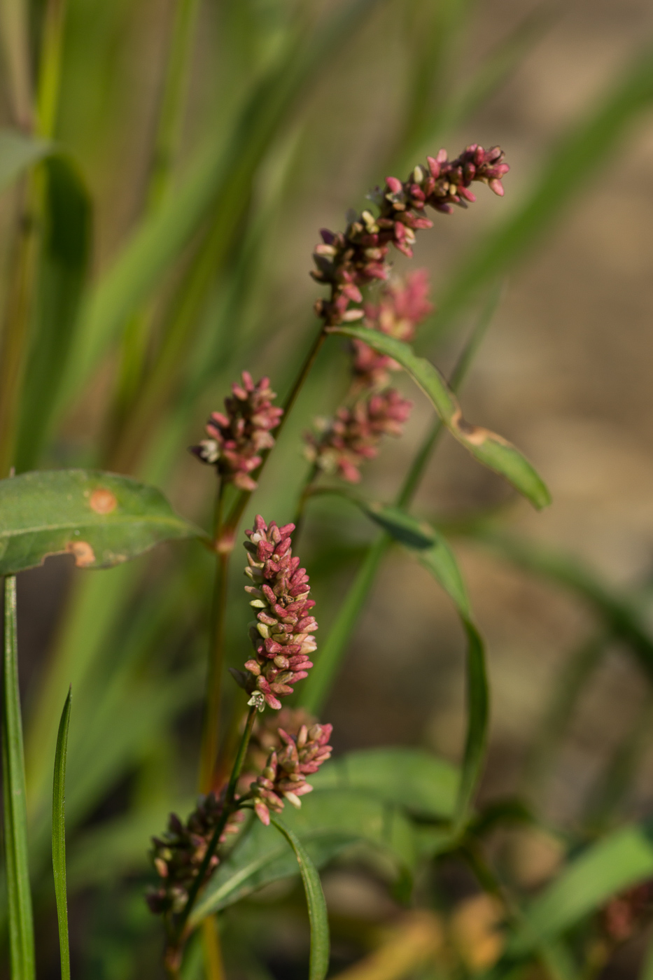 Image of Persicaria scabra specimen.