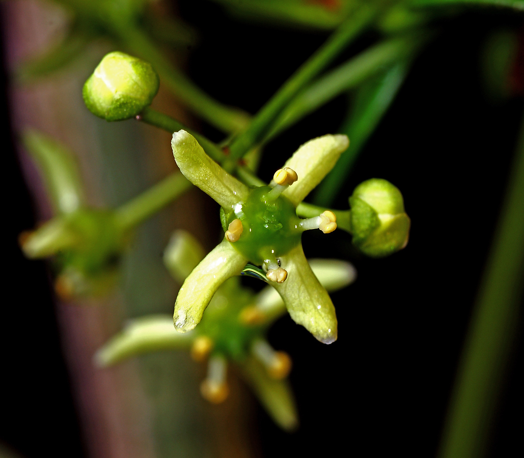 Изображение особи Euonymus europaeus.