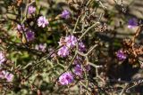 Limonium virgatum