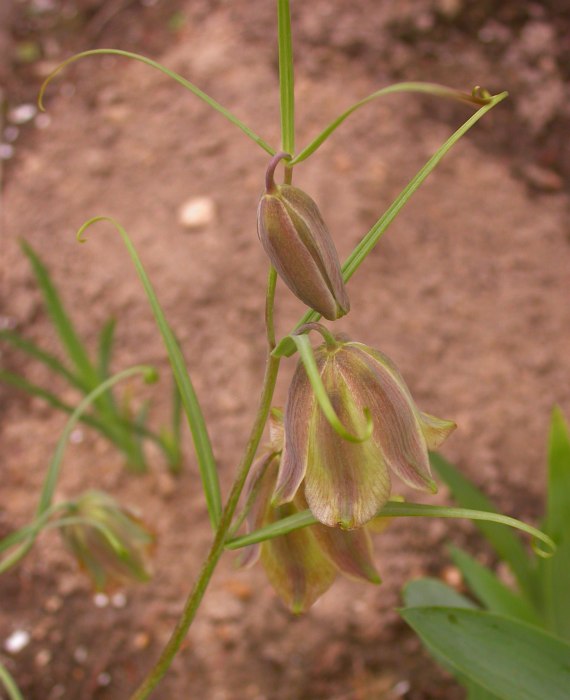 Image of Fritillaria olgae specimen.