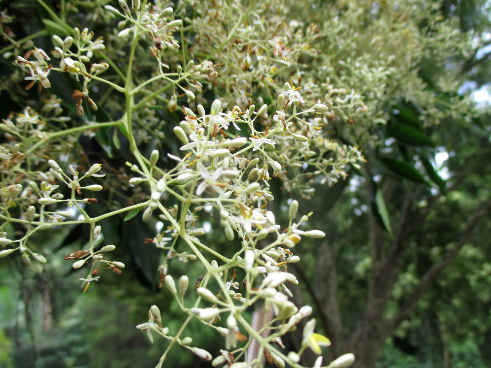 Изображение особи Fraxinus griffithii.