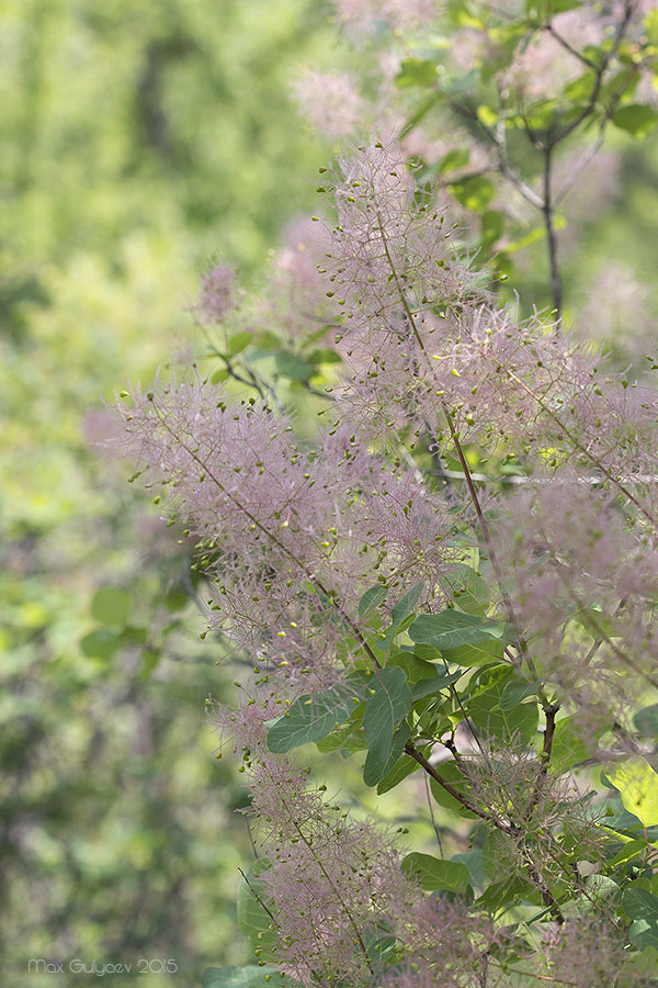 Изображение особи Cotinus coggygria.