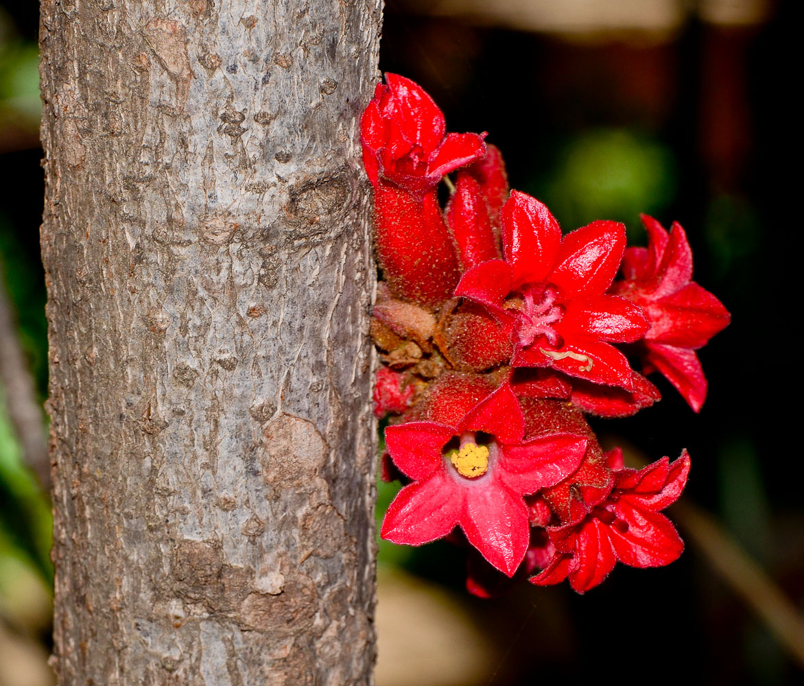 Изображение особи Brachychiton bidwillii.