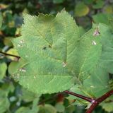 Crataegus chlorocarpa