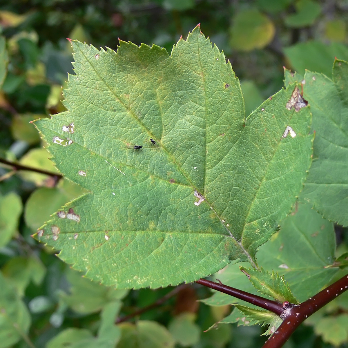 Image of Crataegus chlorocarpa specimen.