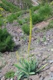 Eremurus turkestanicus