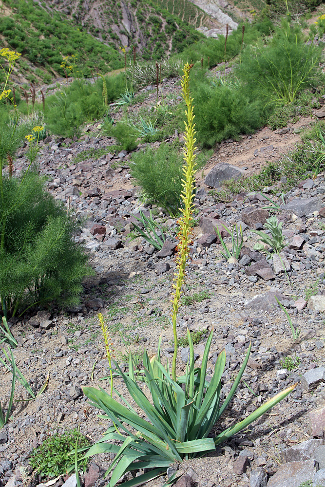 Изображение особи Eremurus turkestanicus.