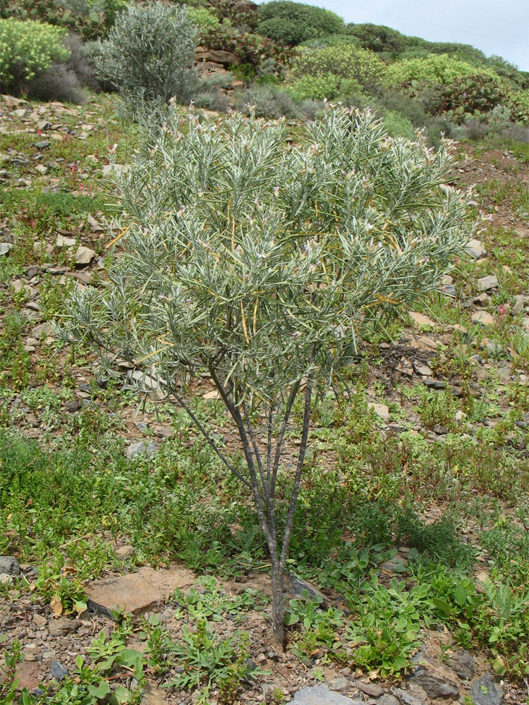 Image of Parolinia ornata specimen.