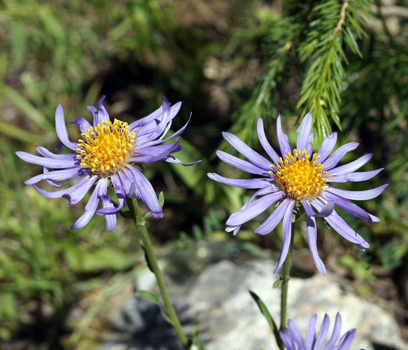 Image of Aster alpinus specimen.