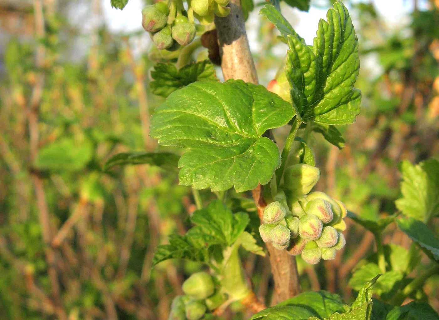 Изображение особи Ribes nigrum.