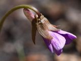 Viola dactyloides. Распускающийся цветок. Приморский край, Партизанский р-н, окр. с. Голубовка, в дубняке. 08.05.2015.