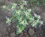Euphorbia marginata