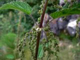 Urtica dioica